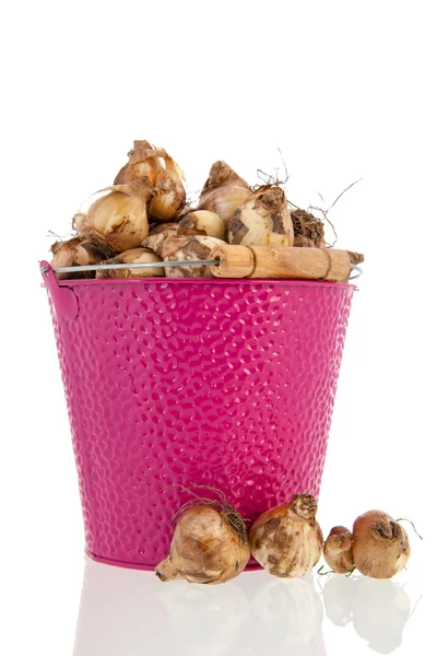 Bolbos de flores em balde rosa — Fotografia de Stock