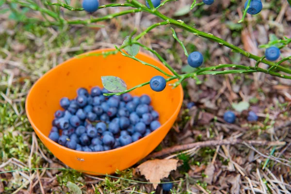 Picking blueberries — Stock Photo, Image