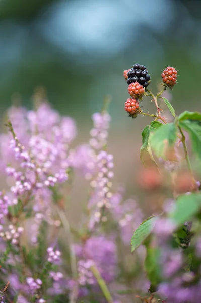 Bramble berries and heath — Stock Photo, Image
