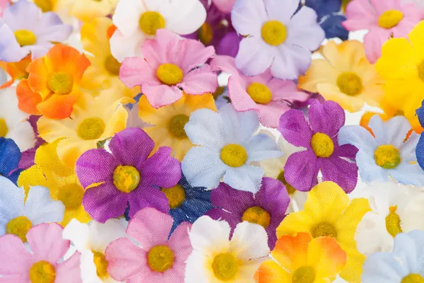 Fleurs colorées — Photo