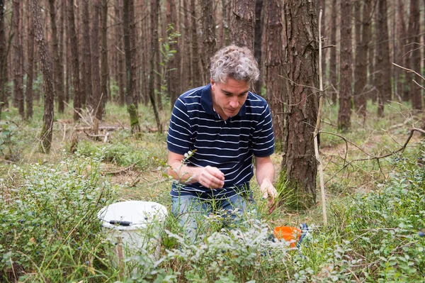 Picking blueberries — Stock Photo, Image