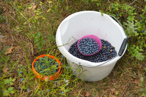 Picking blueberries — Stock Photo, Image