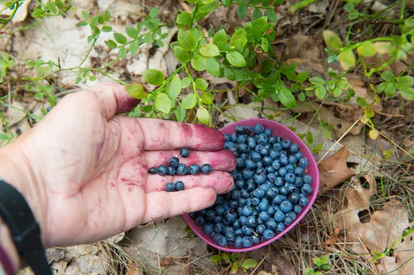 Picking blueberries — Stock Photo, Image