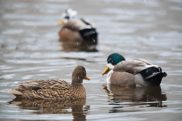 Patos na neve — Fotografia de Stock