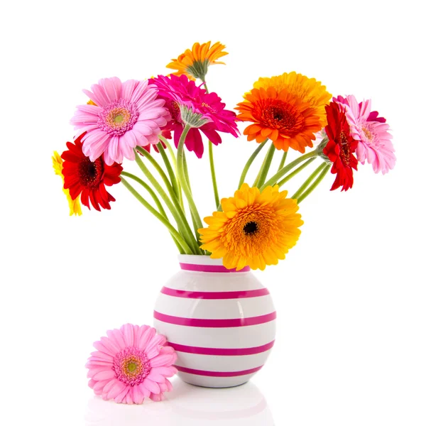 Gerberblüten in gestreifter Vase — Stockfoto