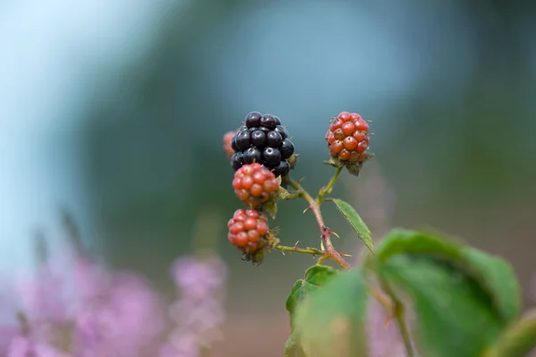 Bramble berries and heath — Stock Photo, Image