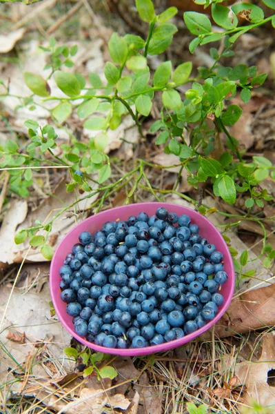 采摘蓝莓 — 图库照片