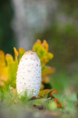 Shaggy mürekkep kap