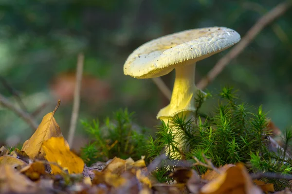 Väärä kuolemanraja metsässä — kuvapankkivalokuva