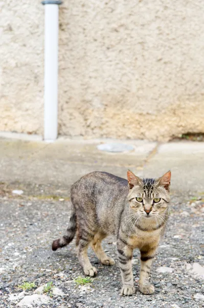 Gato de beco na rua — Fotografia de Stock