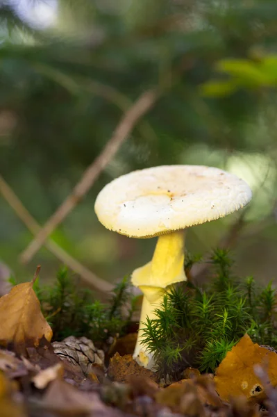 Väärä kuolemanraja metsässä — kuvapankkivalokuva