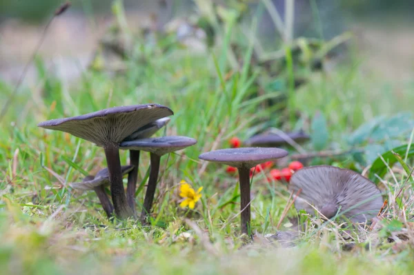 Grupo cogumelos escuros — Fotografia de Stock