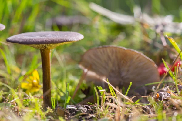 Grupp mörka svamp — Stockfoto