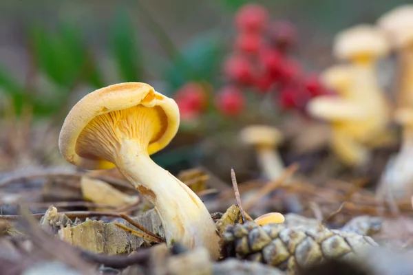 Tidigare armillaria ostoyae — Stockfoto