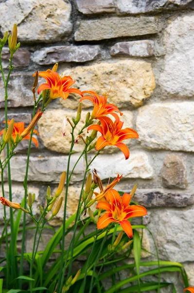 Orange Lilies — Stock Photo, Image