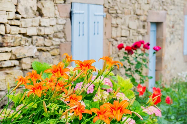 Orange Lilies — Stockfoto