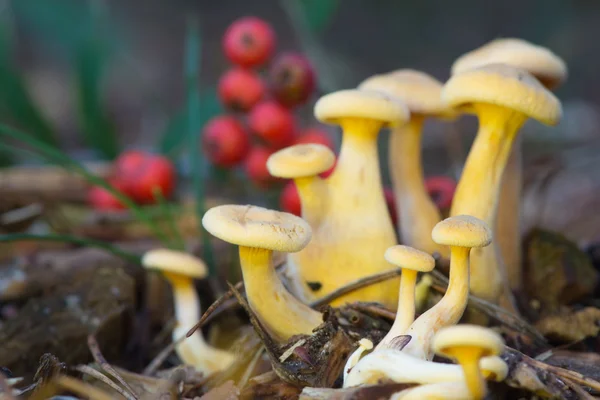 Eskiden armillaria ostoyae — Stok fotoğraf