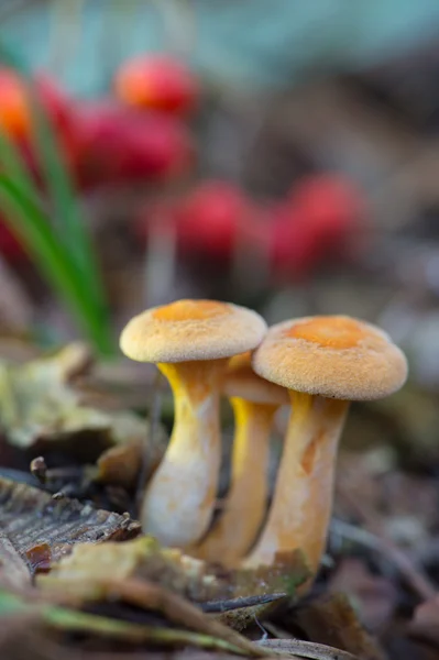 Στο παρελθόν armillaria ostoyae — Φωτογραφία Αρχείου