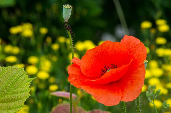 Red poppies in France — Stock Photo, Image
