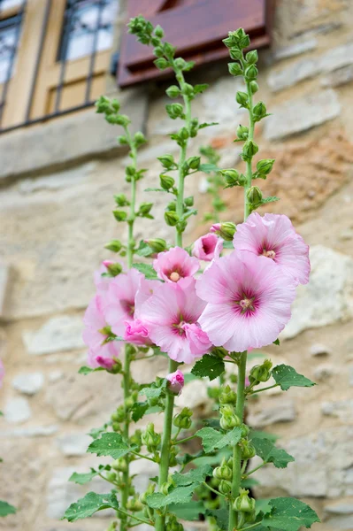 Pink Althaea rosea — Stock Photo, Image