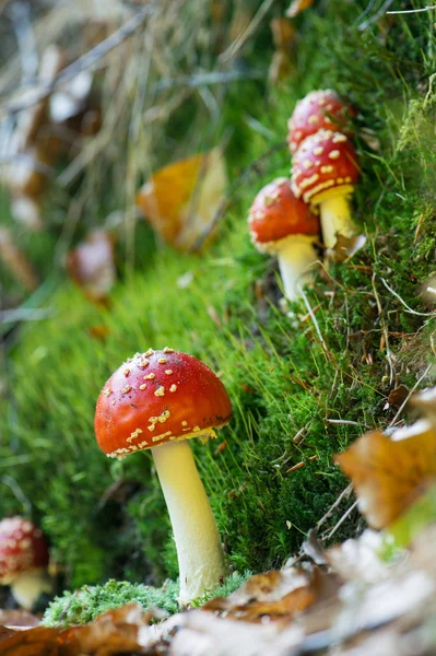 Voar amanita — Fotografia de Stock