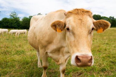 Fransa charolais inekler