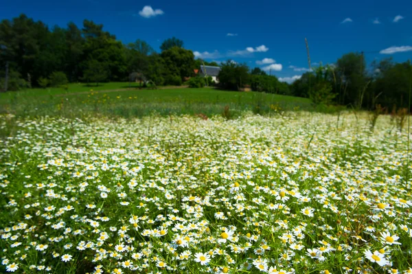 Fields with chamomile — Stock Photo, Image