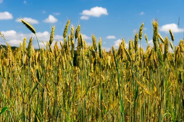 Campo di grano — Foto Stock