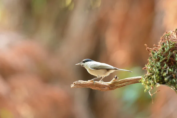 Willow tit in tree — Stock Photo, Image