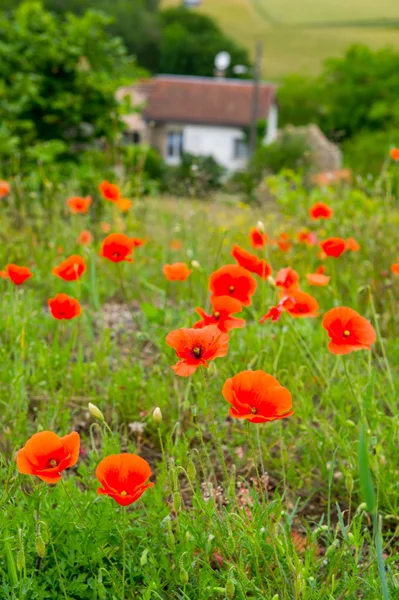 Red poppies in France — Stock Photo, Image