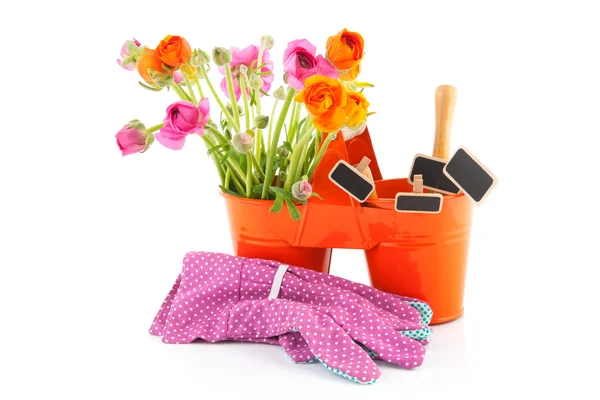Färgglada smörblommor för trädgårdsarbete — Stockfoto