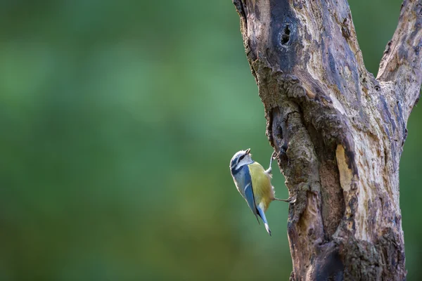 Blaumeise — Stockfoto