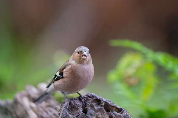 Buchfink — Stockfoto