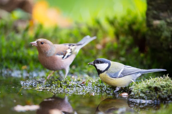 Blue tit and Common Chaffinch — Stock Photo, Image