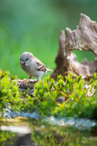 Vrabec v přírodě — Stock fotografie