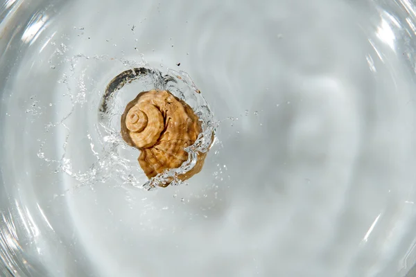 Concha en agua —  Fotos de Stock