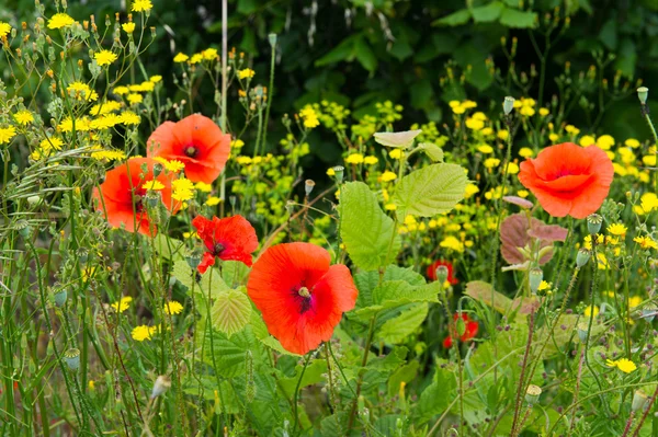 Red poppies in France — Stock Photo, Image