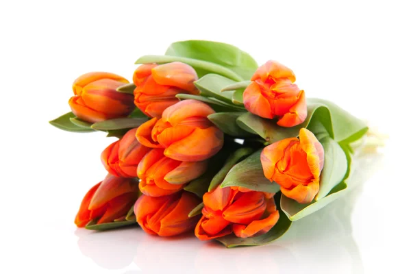 Oranžový Tulipán — Stock fotografie