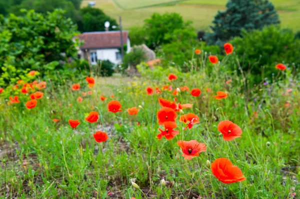 Red poppies in France — Stock Photo, Image