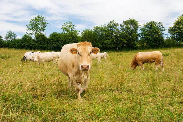 Die charolais-kühe in frankreich — Stockfoto