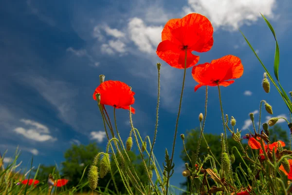 Roter Mohn — Stockfoto