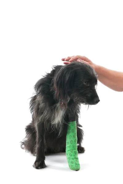 Hund med brutet ben — Stockfoto