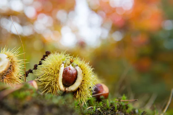 Kastanj i höst skog — Stockfoto