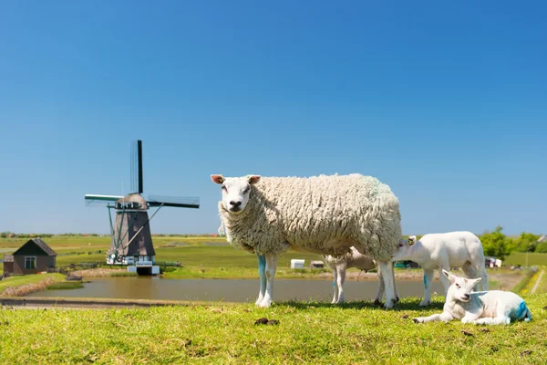 Ovejas y molinos de viento en la isla holandesa Texel —  Fotos de Stock