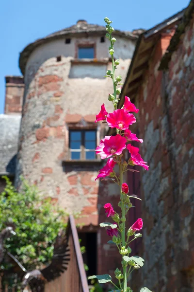 Rosafarbener Hollyhock in Frankreich — Stockfoto