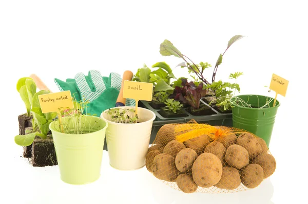Grönsaker och örter för köksträdgård — Stockfoto