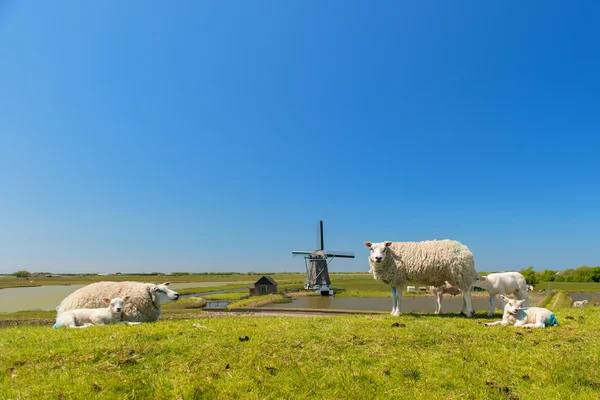 Ovejas y molinos de viento en la isla holandesa Texel — Foto de Stock