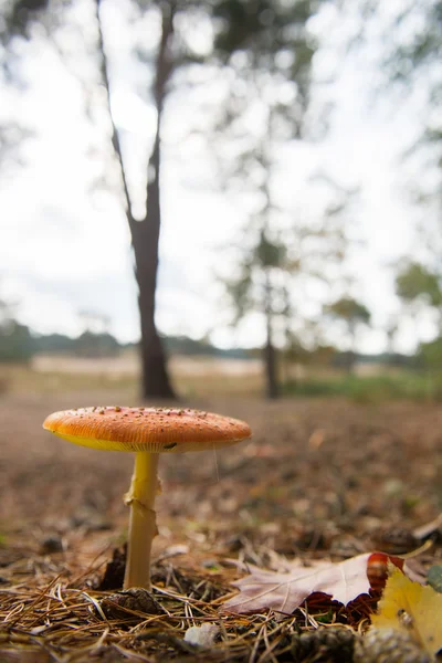 Fly agaric — Stock Photo, Image