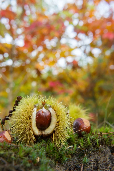 Chestnut in autumn forest — Stock Photo, Image