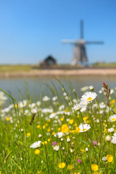 Wiatrak w holenderskiej wyspie texel — Zdjęcie stockowe